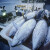 Mijenja se Pravilnik kapaciteta uzgoja i dozvoljenih količina ulovljenih tuna