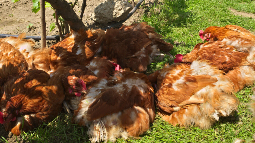 Iz kokošjeg perja izvukao proteine i napravio zamjenu za meso