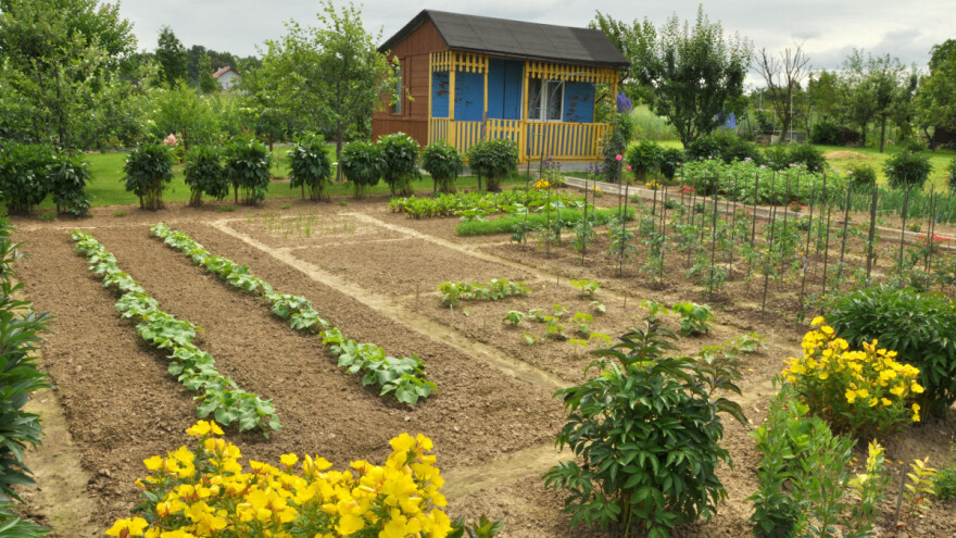Dobri susjedski odnosi biljaka donose bolji prinos - kako ih uklopiti?