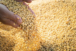 Na Produktnoj berzi slaba ponuda žitarica, a za soju nema kupaca?