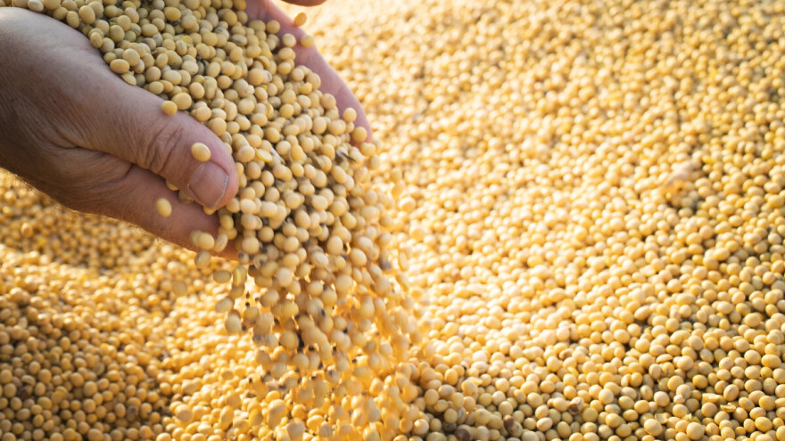 Na Produktnoj berzi slaba ponuda žitarica, a za soju nema kupaca?