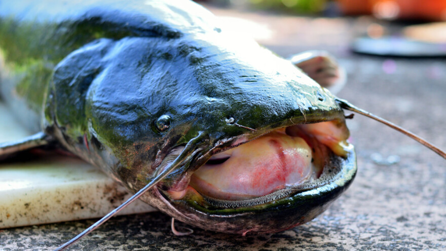 U Zanesovićima ulovili soma od 17 kilograma - borba trajala 40 minuta