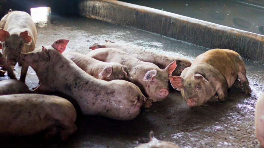 Stravični prizori: Zatvorili farmu i ostavili svinje da uginu