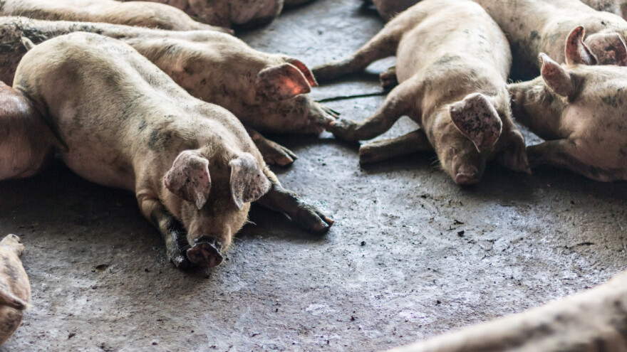 ASK ponovo izbila na njemačkim farmama, a situacija u Poljskoj eskalira