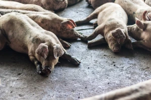ASK ponovo izbila na njemačkim farmama, a situacija u Poljskoj eskalira