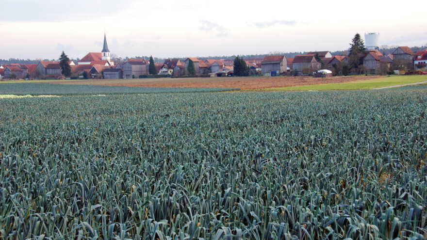 Poljoprivreda i umetnost: Obasjao polje praziluka LED lampama
