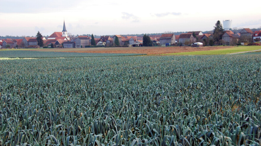 Poljoprivreda i umjetnost: Osvijetlio polje poriluka LED svjetlima