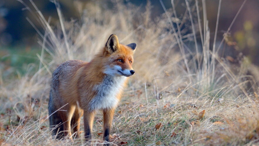 Započela je oralna vakcinacija lisica - vidite li mamce, nemojte ih dirati