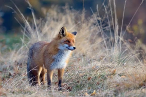 Lisica u životu poljoprivrednika: Ili štetočina ili okovratnik