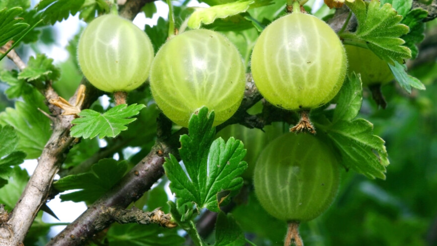 Za visoke prinose ogrozda, najbolje je gajiti ga na špaliru