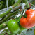 Na hektaru pod staklenicima istražuju bolesti paradajza - Bayer ima i tri otporne sorte