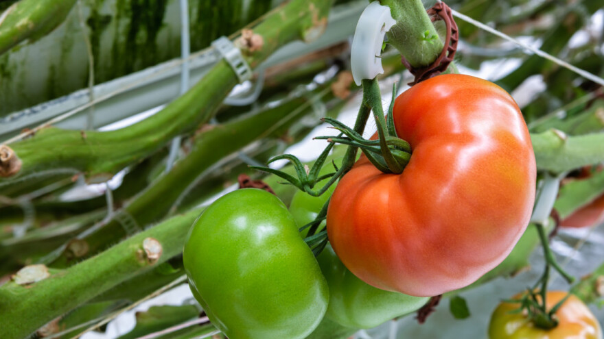 Na hektaru pod staklenicima istražuju bolesti paradajza - Bayer ima i tri otporne sorte
