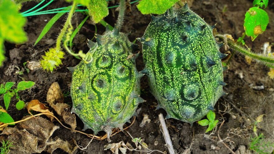 Kivano: Ne traži mnogo pažnje, daje dosta roda, a tržište?