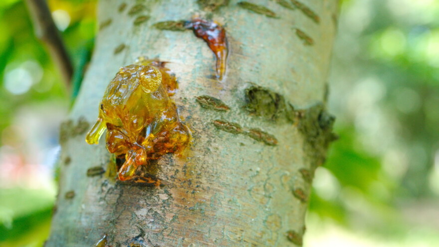 Smolotočina na voću nije bolest već ljudski faktor?