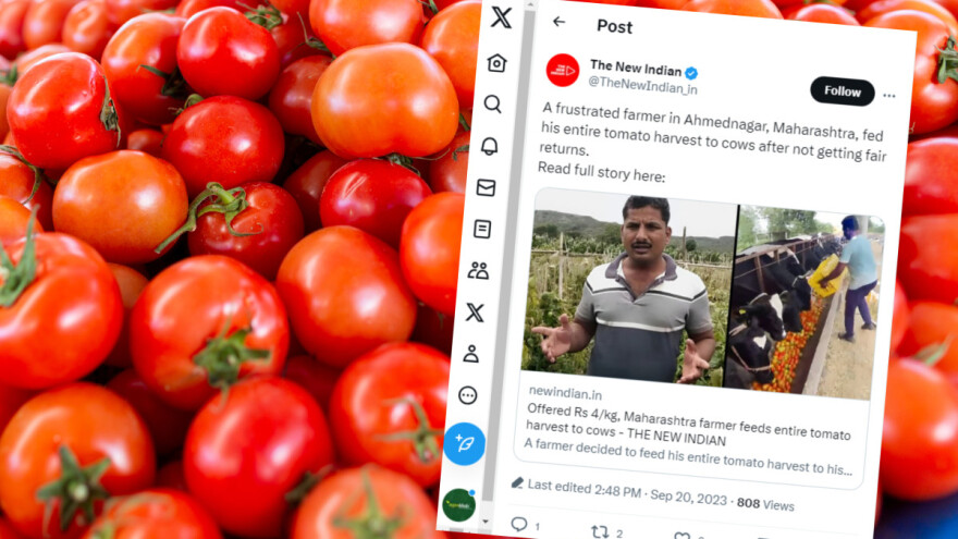 Rajčicama nahranio krave - ne isplati mu se prodati