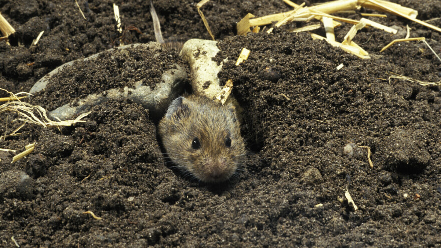 Protiv glodara kombinacijom mera i dozvoljenim hemijskim sredstvima