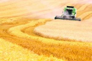 Pale cijene žitarica i ulja, a što je poskupjelo?