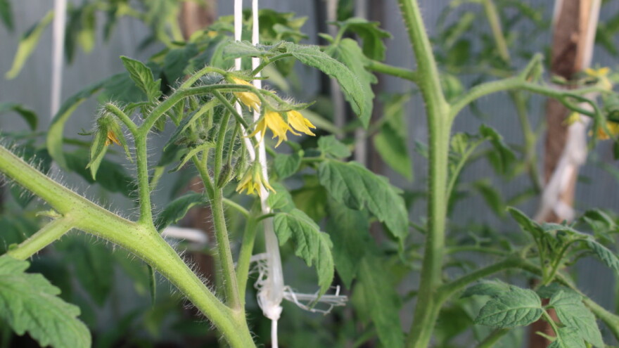 Paradajz cveta, ali nema ploda