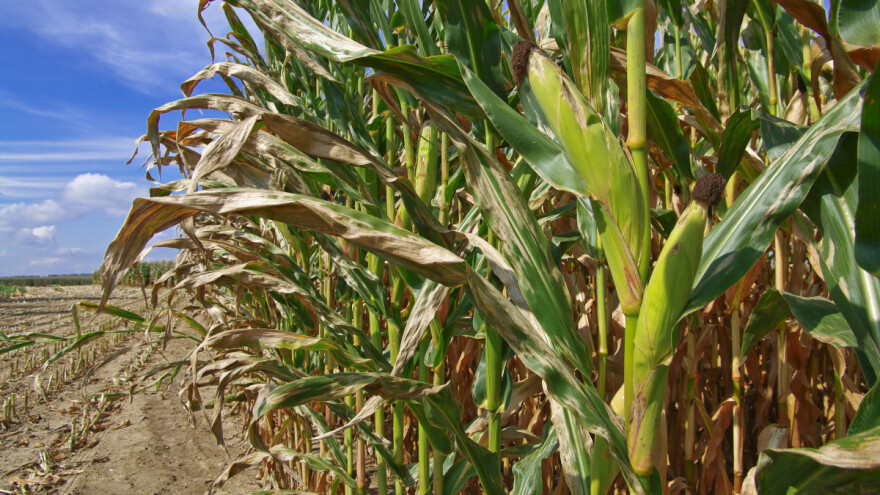 InoBioTeh: Kako do većih prinosa uz manje pesticida i gnojiva?