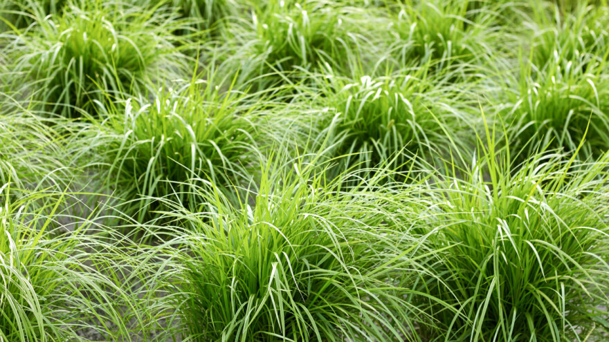 Tigrov orah je hrana budućnosti - kako se uzgaja?