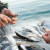 U EP izglasan novi paket mjera pomoći za ribarstvo i akvakulturu