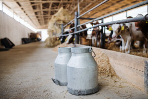 Mlijeko: Za jedan proizvedeni litar, farmer dobije 0,50 kf a otkupljivači profitiraju