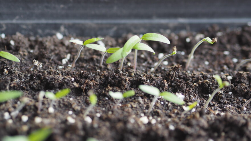 Kako ubrzati klijanje i nicanje sjemena? Evo 5 prirodnih načina