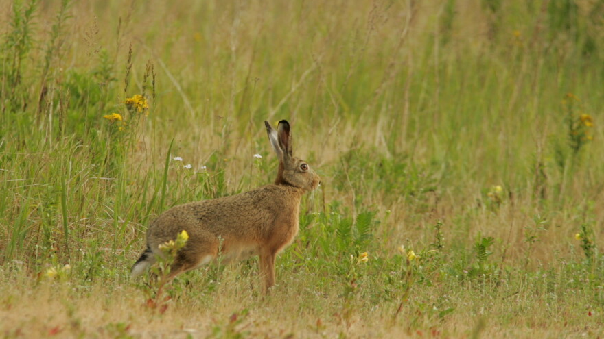 U lovište u Rudicama kod Novog Grada pušteno 25 divljih zečeva