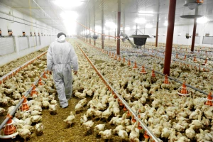 Ukrajinci žele podići farmu peradi na Banovini
