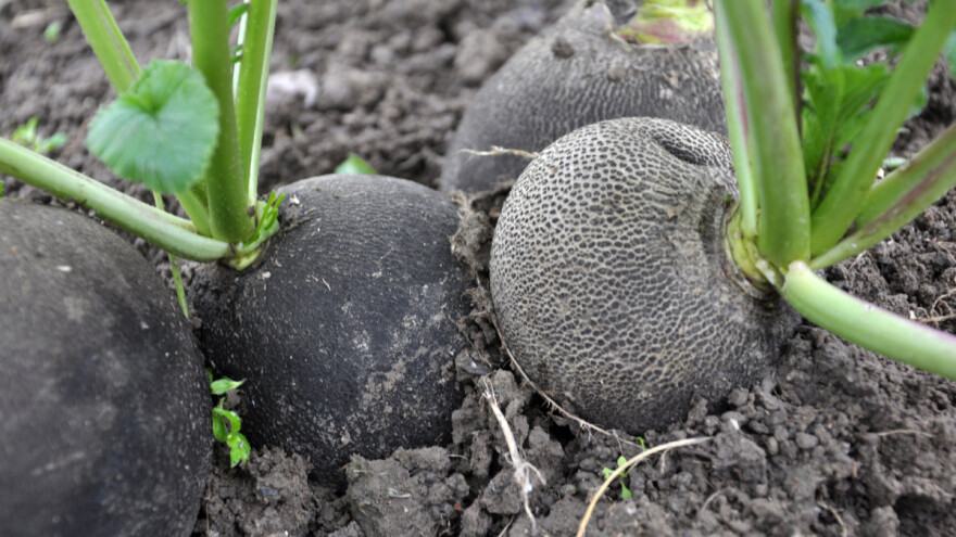 Kako pravilno izvaditi i čuvati crnu rotkvu?