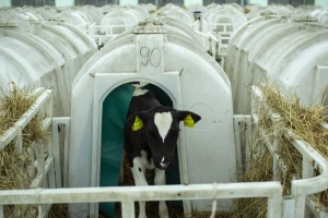 Uz zabranu držanja koka nosilja u kavezu, EU bi mogla da zabrani i igloe za telad?