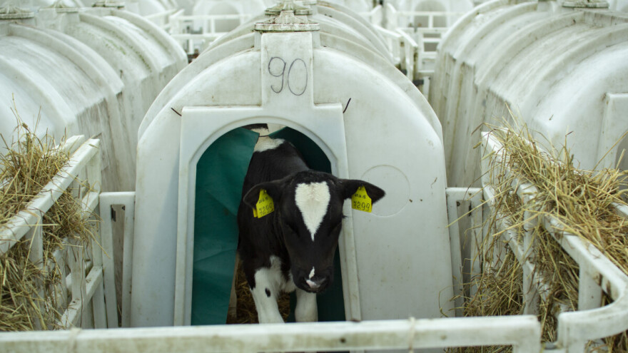 Uz zabranu držanja nesilica u kavezu, EU bi mogla zabraniti i iglue za telad?