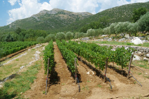 EU izgubila 257.000 vinogradarskih posjeda u razdoblju od 2015. do 2020.
