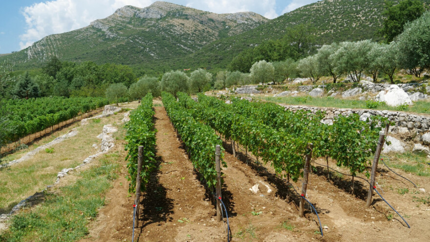 EU izgubila 257.000 vinogradarskih poseda u periodu od 2015. do 2020.