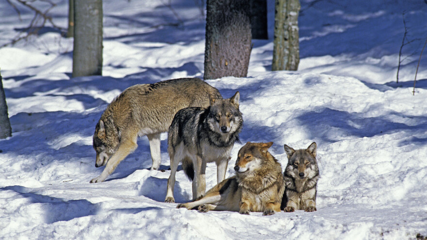Stoka se zbog vukova neće moći držati u velikim dijelovima Evrope?