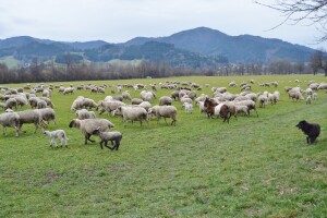Napadi zvijeri na stoku sve češći, treba mijenjati zakonska rješenja?