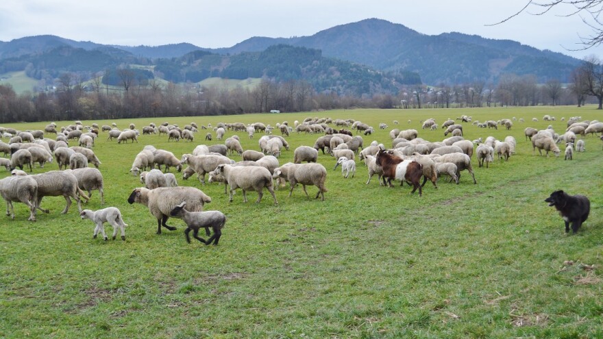 Napadi zvijeri na stoku sve češći, treba mijenjati zakonska rješenja?