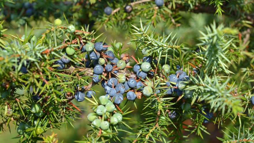 Kleka za rakiju, ali i za dezinfekciju prostora - naročito u zimskim mesecima