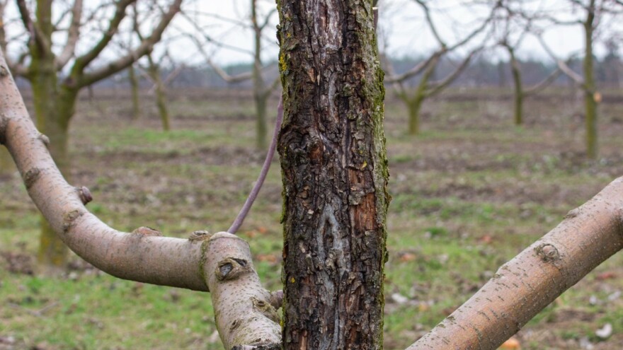Bakterijski rak - podmukla bolest krušaka nakon završetka vegetacije