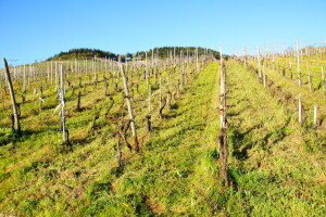 Postupci u smanjenju erozije na vinogradarskim zemljištima