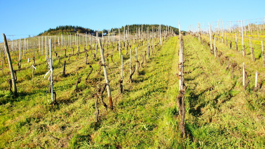 Postupci u smanjenju erozije na vinogradarskim zemljištima
