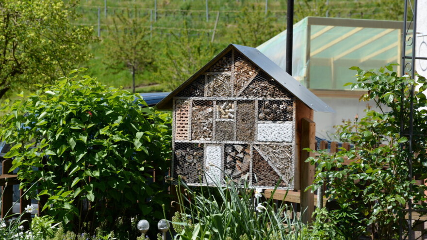 Čemu služi hotel za insekte - kako i od čega ga napraviti?