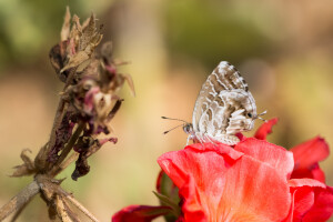 Kako zaštititi pelargonije i geranij od gusjenica malog leptira?