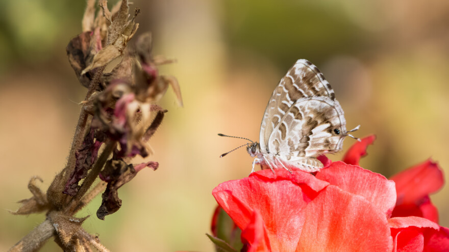 Kako zaštititi pelargonije i geranij od gusjenica malog leptira?