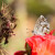 Kako zaštititi pelargonije i geranijum od gusenica malog leptira?