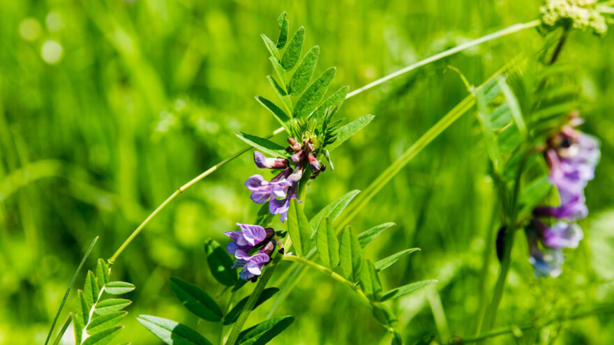 Alternativa u ishrani stoke - dobra i za zemljište