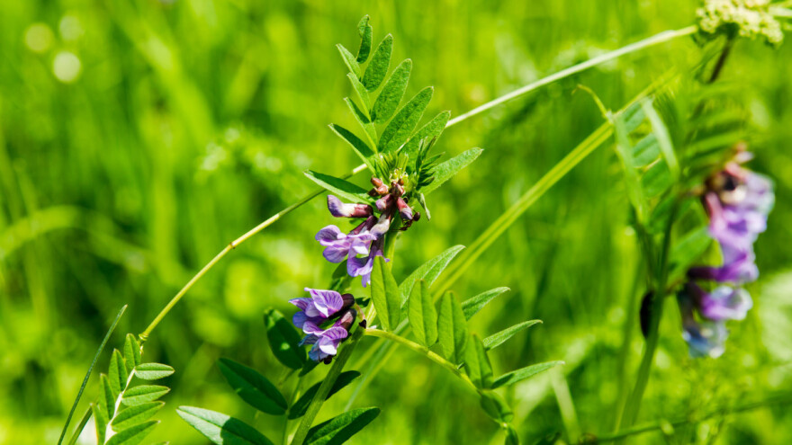 Grahorica: Alternativa u ishrani stoke - dobra i za zemljište