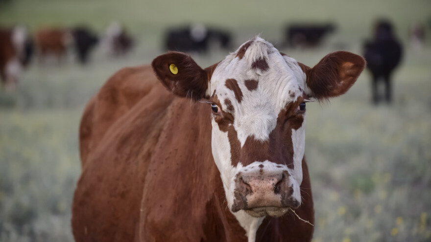 Izdano upozorenje zbog virusne bolesti goveda