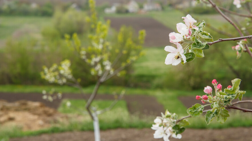 Tko jabuci nije dobro društvo?