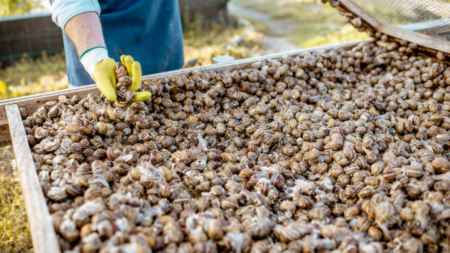 Veličanstveni vinogradnjak može postati prepoznatljiv hrvatski izvozni proizvod